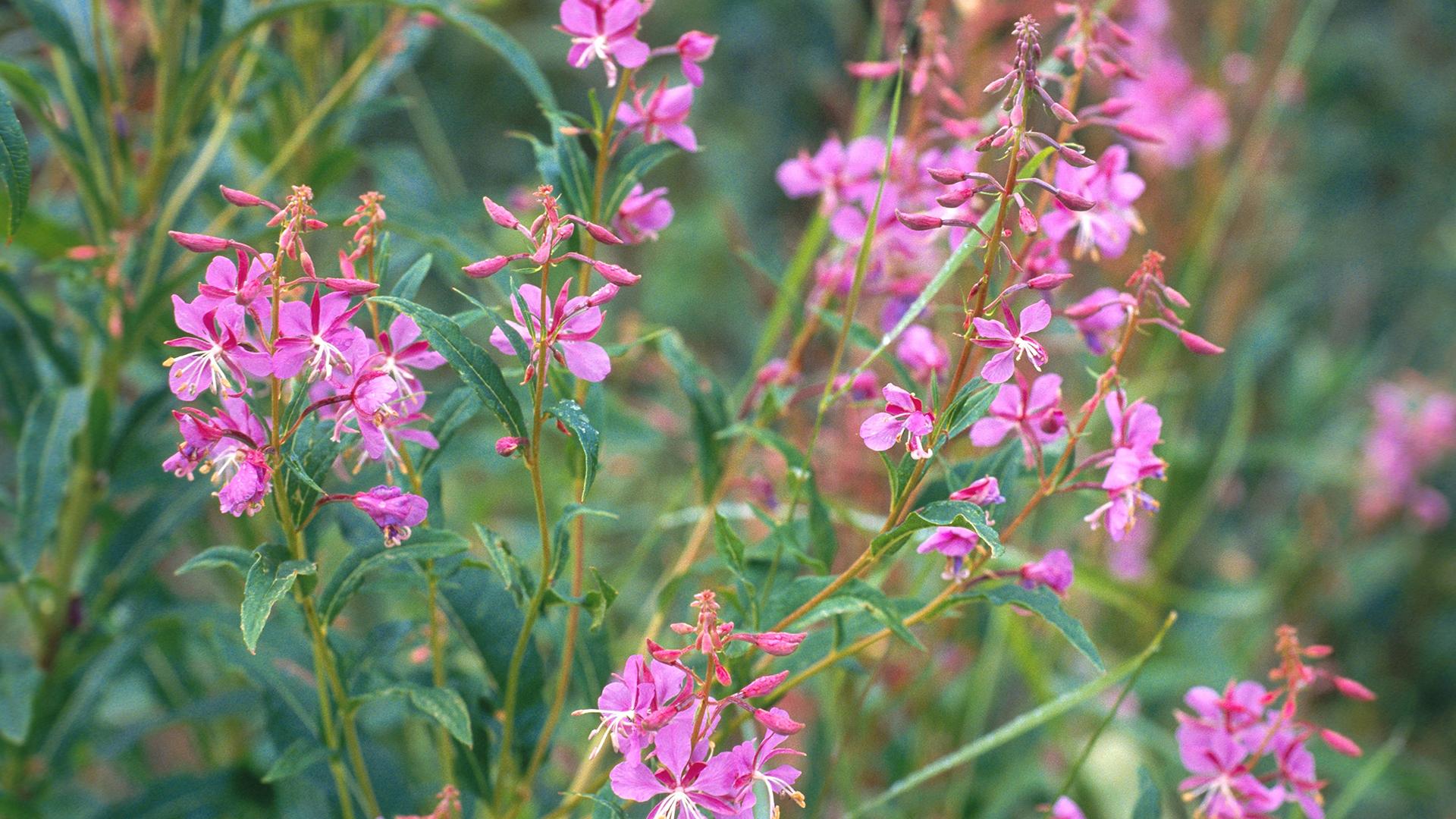 Фото: R. Koenig/globallookpress.com