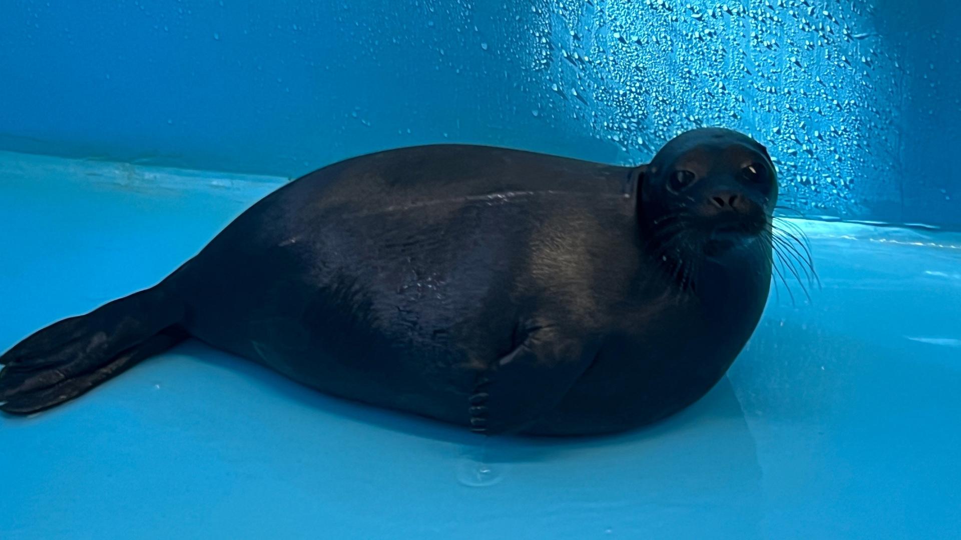 Фото: «Спасение тюленей»