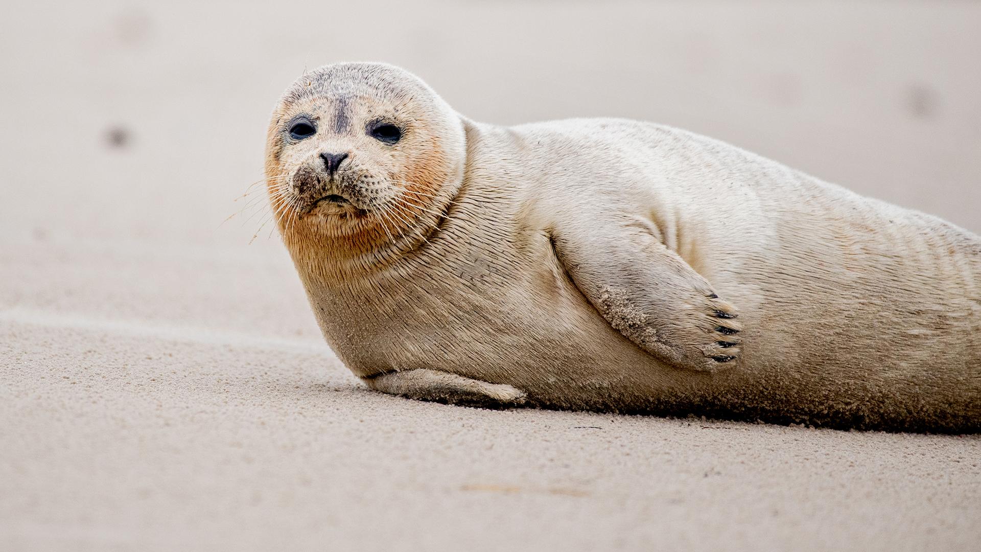 В Росприроднадзоре объяснили «массовую» гибель тюленей в Балтийском море