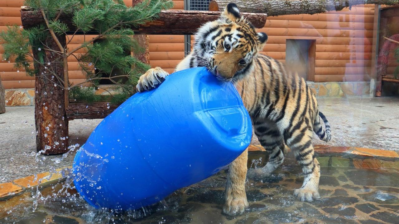 В Ленинградском зоопарке из-за жары установили бассейны для животных