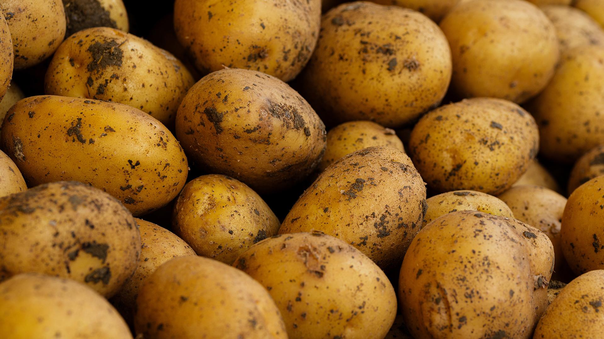 Steam fresh potatoes фото 59
