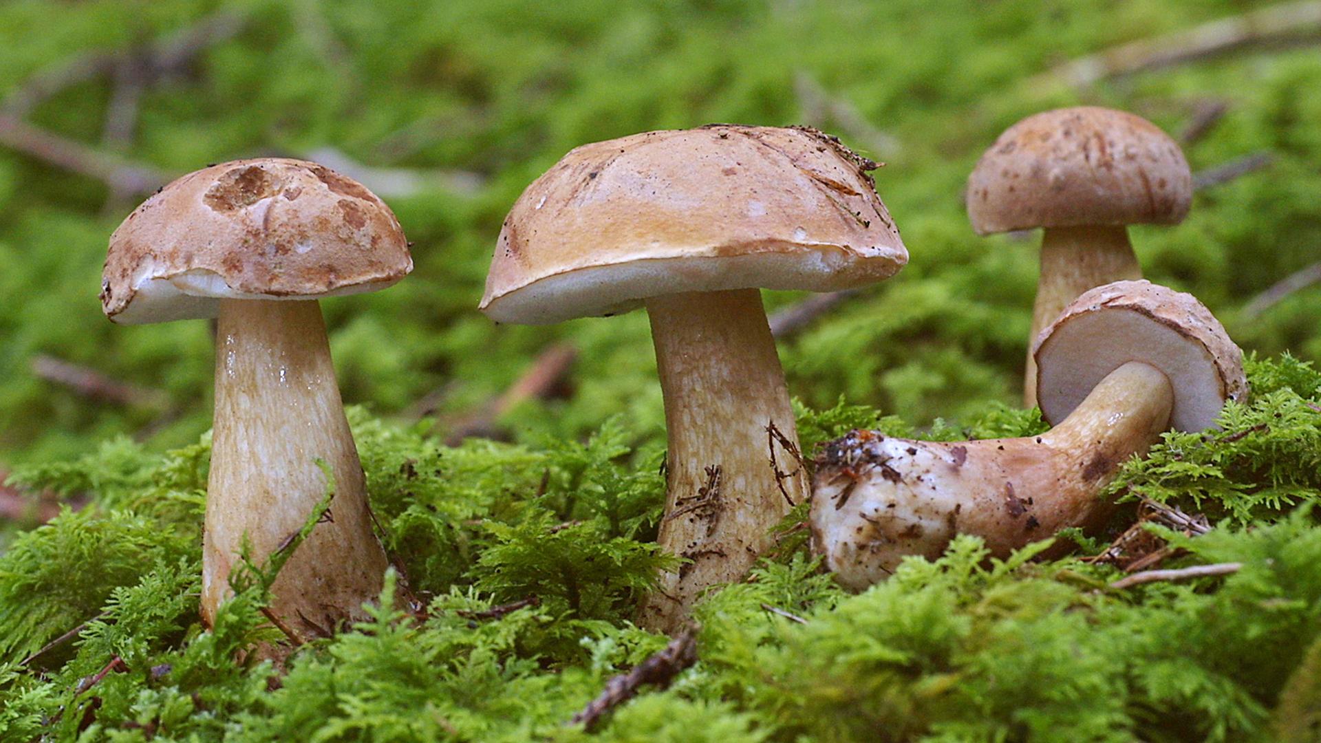 Желчные грибы/ Фото: H. Schmidbauer/globallookpress.com