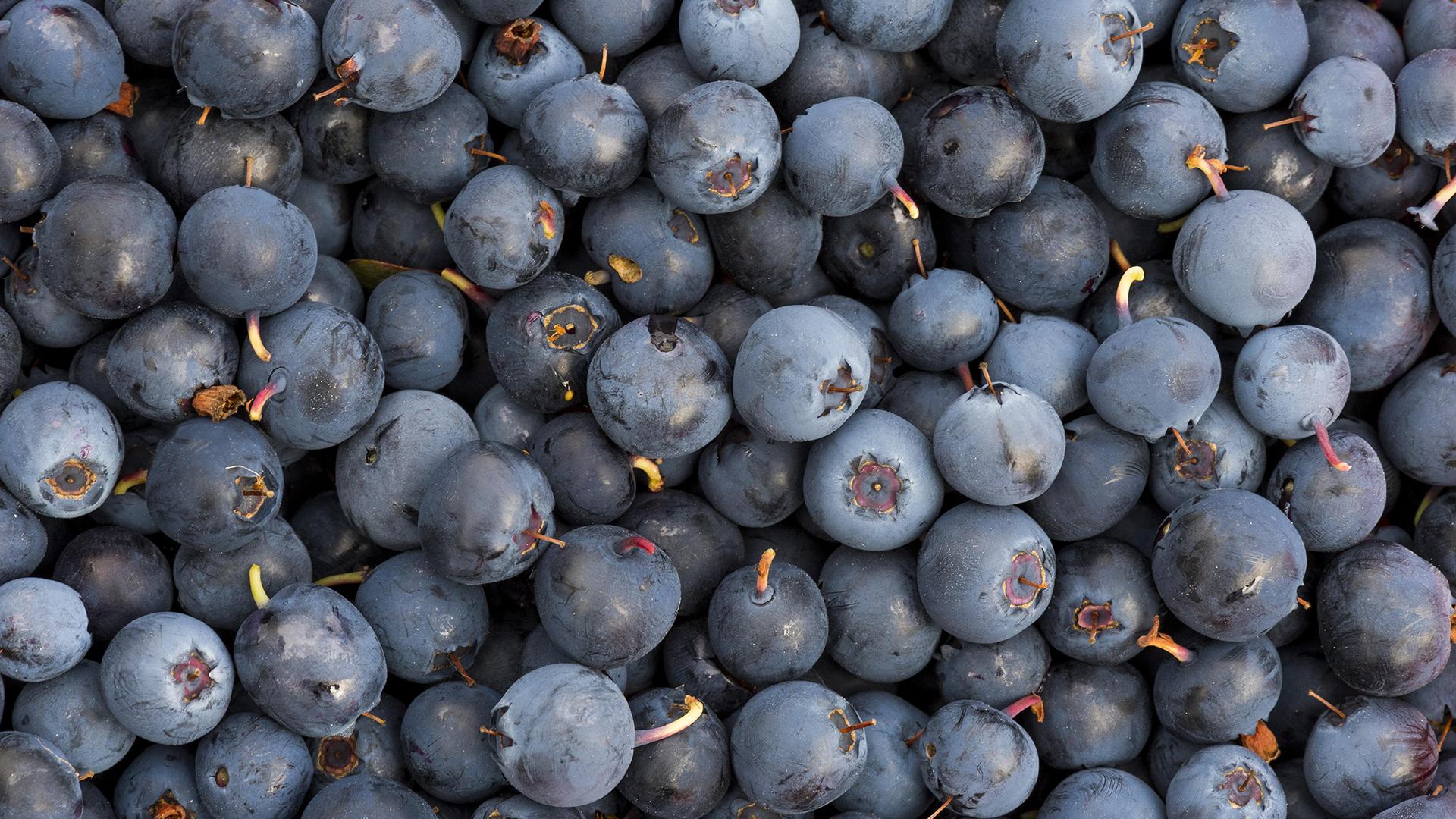 Черника/ Фото: Olaf Krüger/globallookpress.com