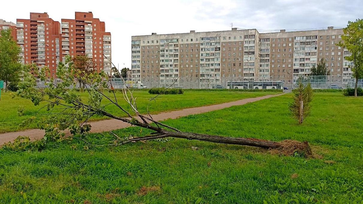 Фото: пресс-служба комитета по благоустройству Санкт-Петербурга