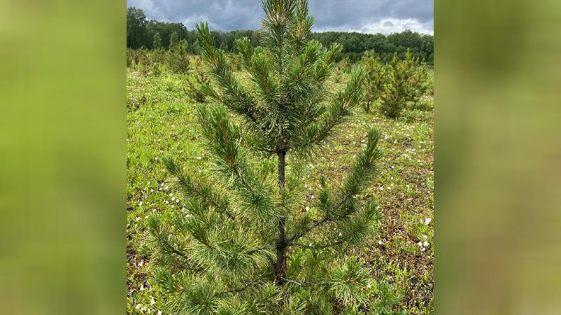 Фото: t.me/tsivilev_kuzbass