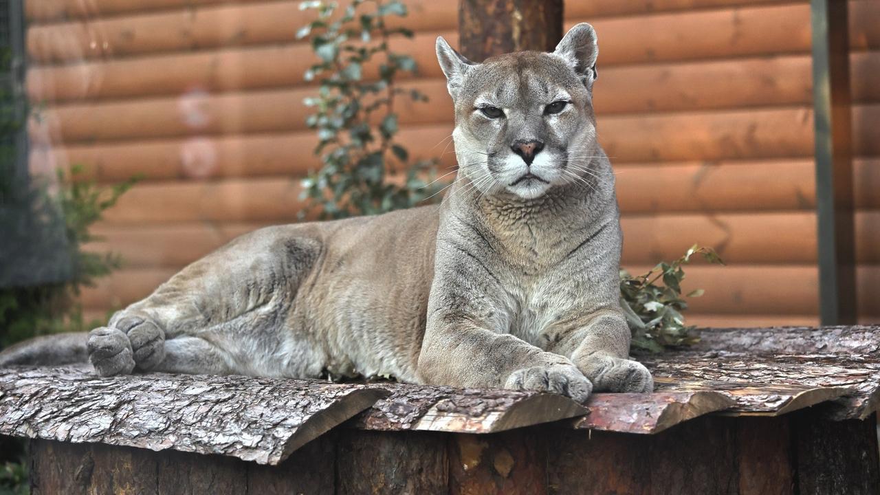 Передержка кошек в Санкт-Петербурге