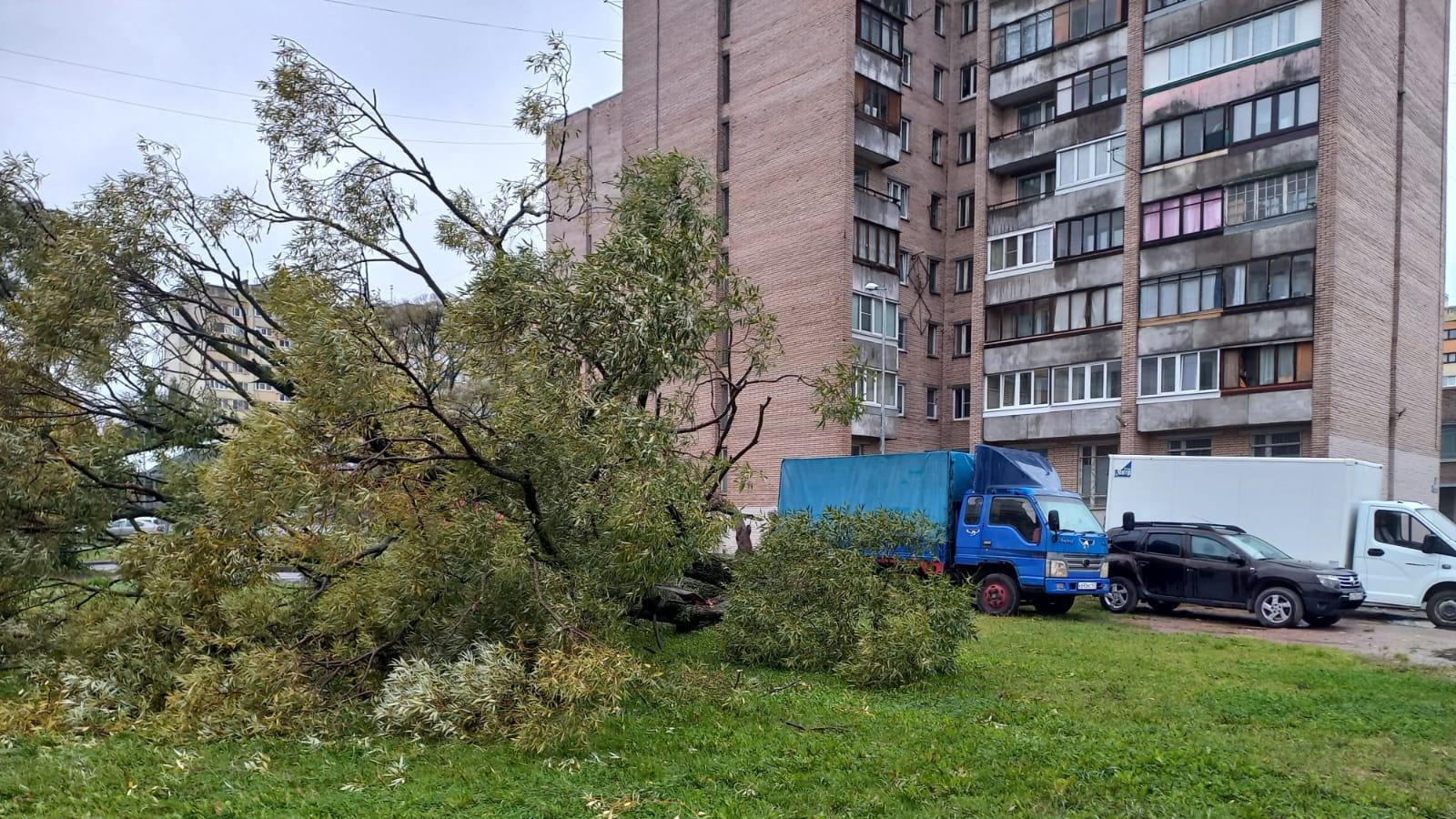 Фото: пресс-служба Комитета по благоустройству Петербурга