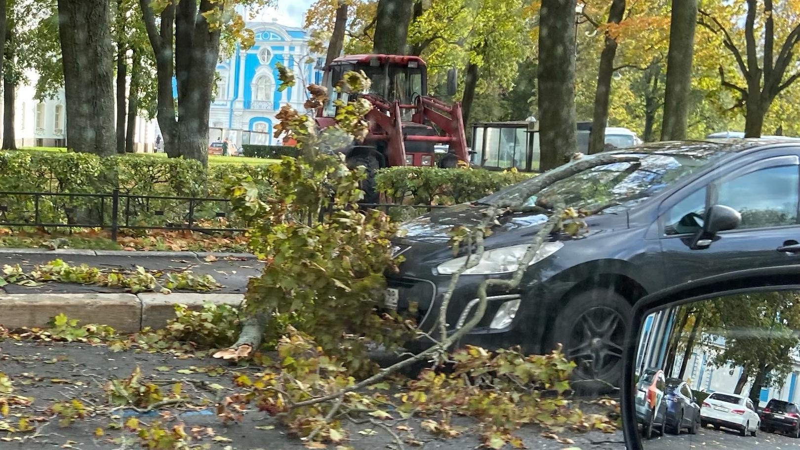 Женщина сломала запястье при падении дерева в Петербурге