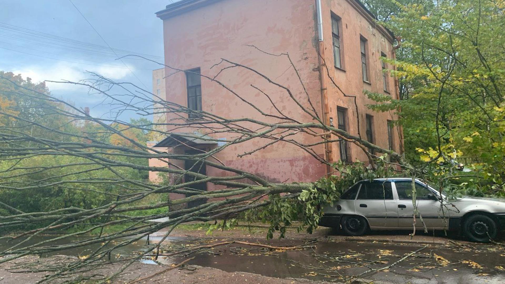 За день штормовой ветер повалил в Петербурге ещё несколько деревьев