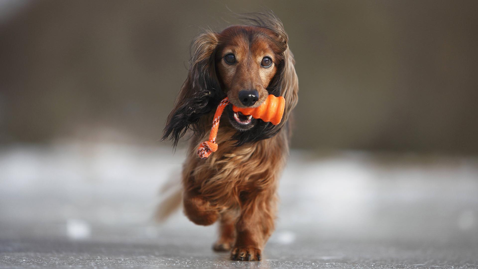 Фото: H. Schmidt-Roeger/globallookpress.com