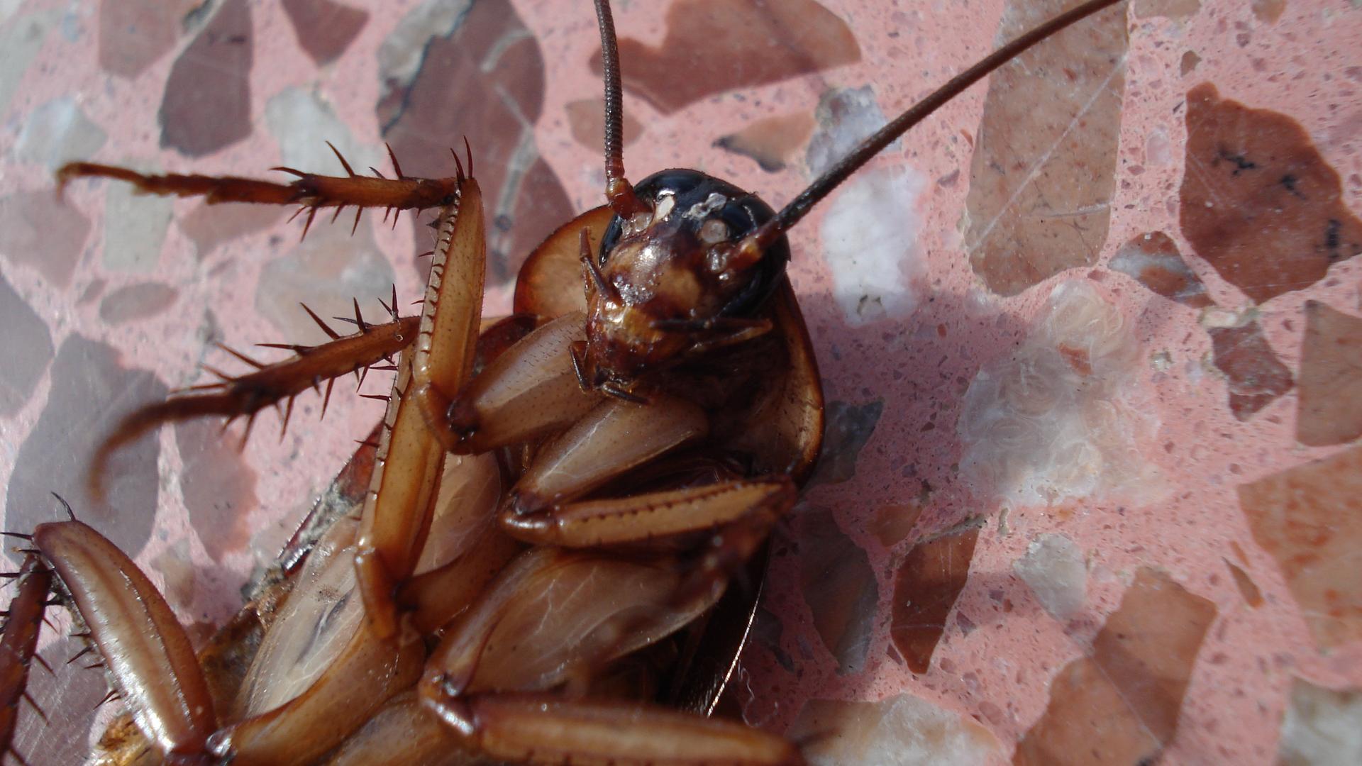 Как избавиться от тараканов быстро в домашних условиях