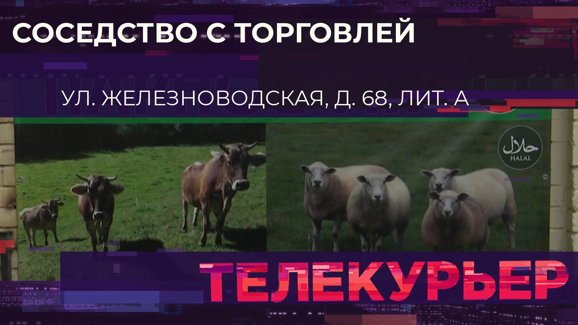 «Телекурьер» (17 ноября 2023)