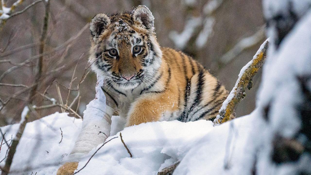 Дом тигра» поделился снимками полосатых в День кошек