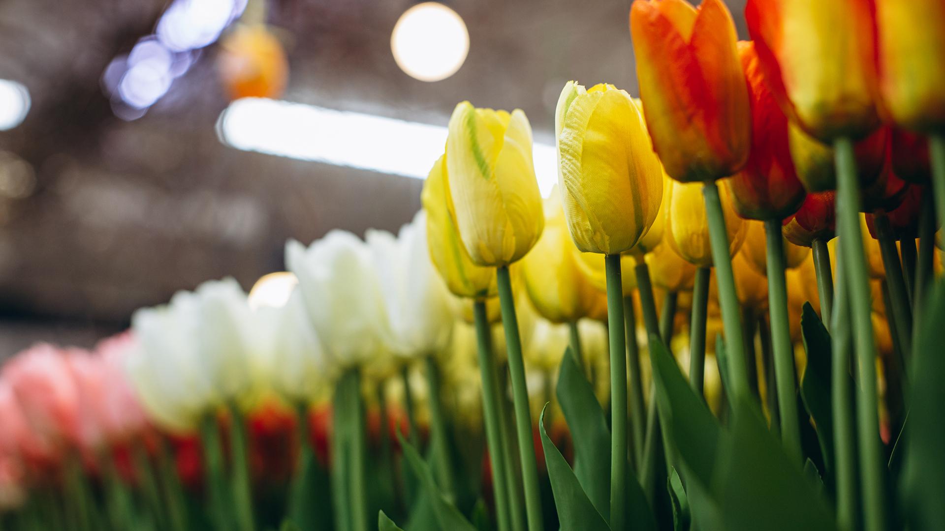 Фото: freepik.com/senivpetro