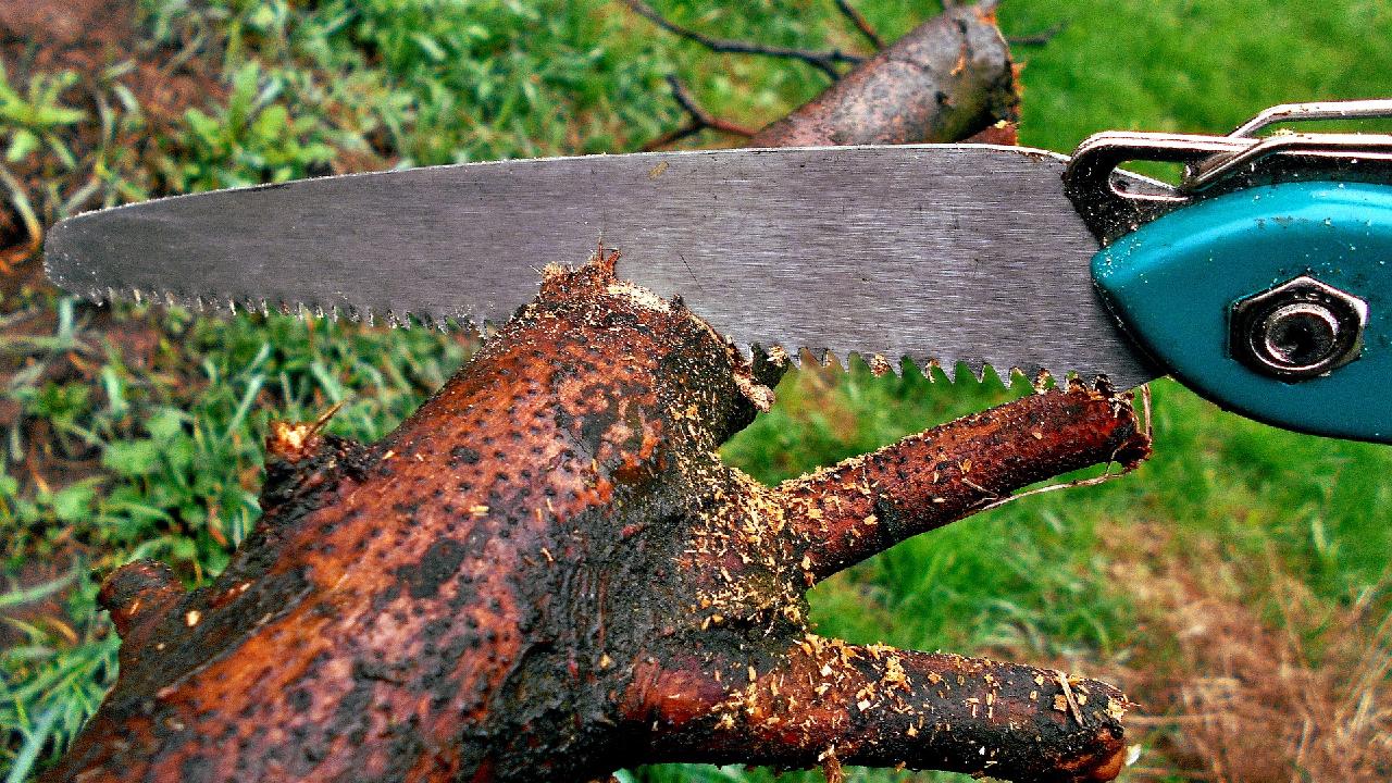 фото: pixabay.com/JerzyGorecki