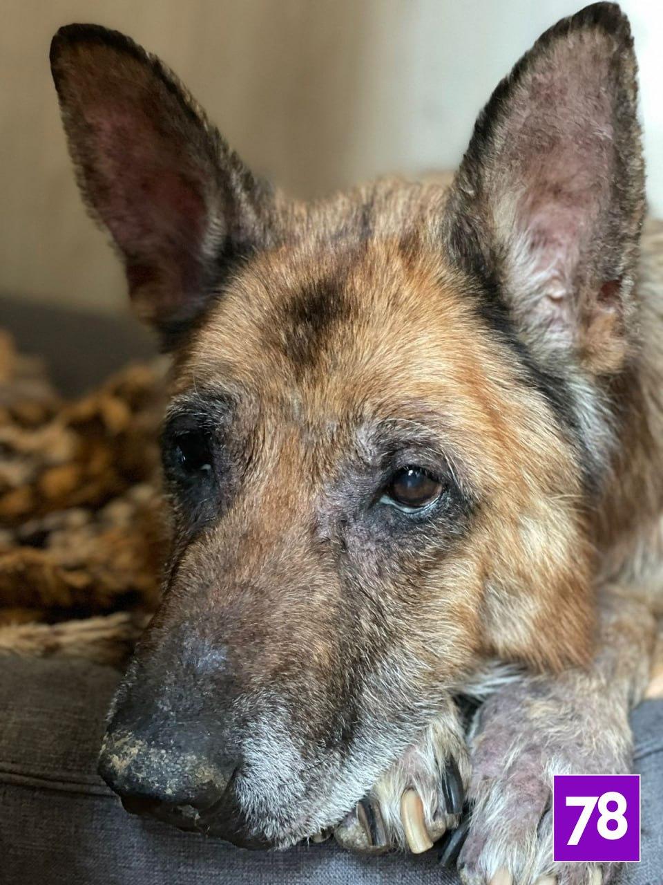 Фото: vk.com/priut_polanka