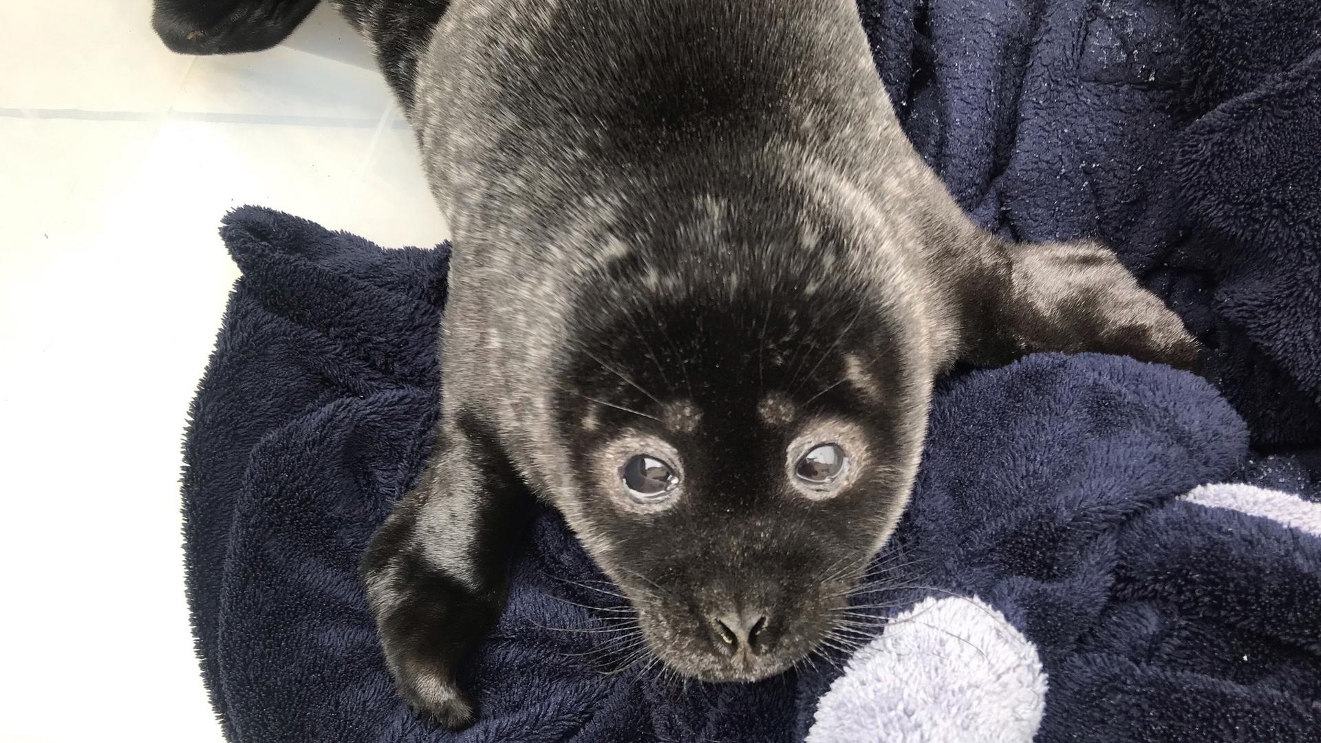 Фото: vk.com/sealrescue