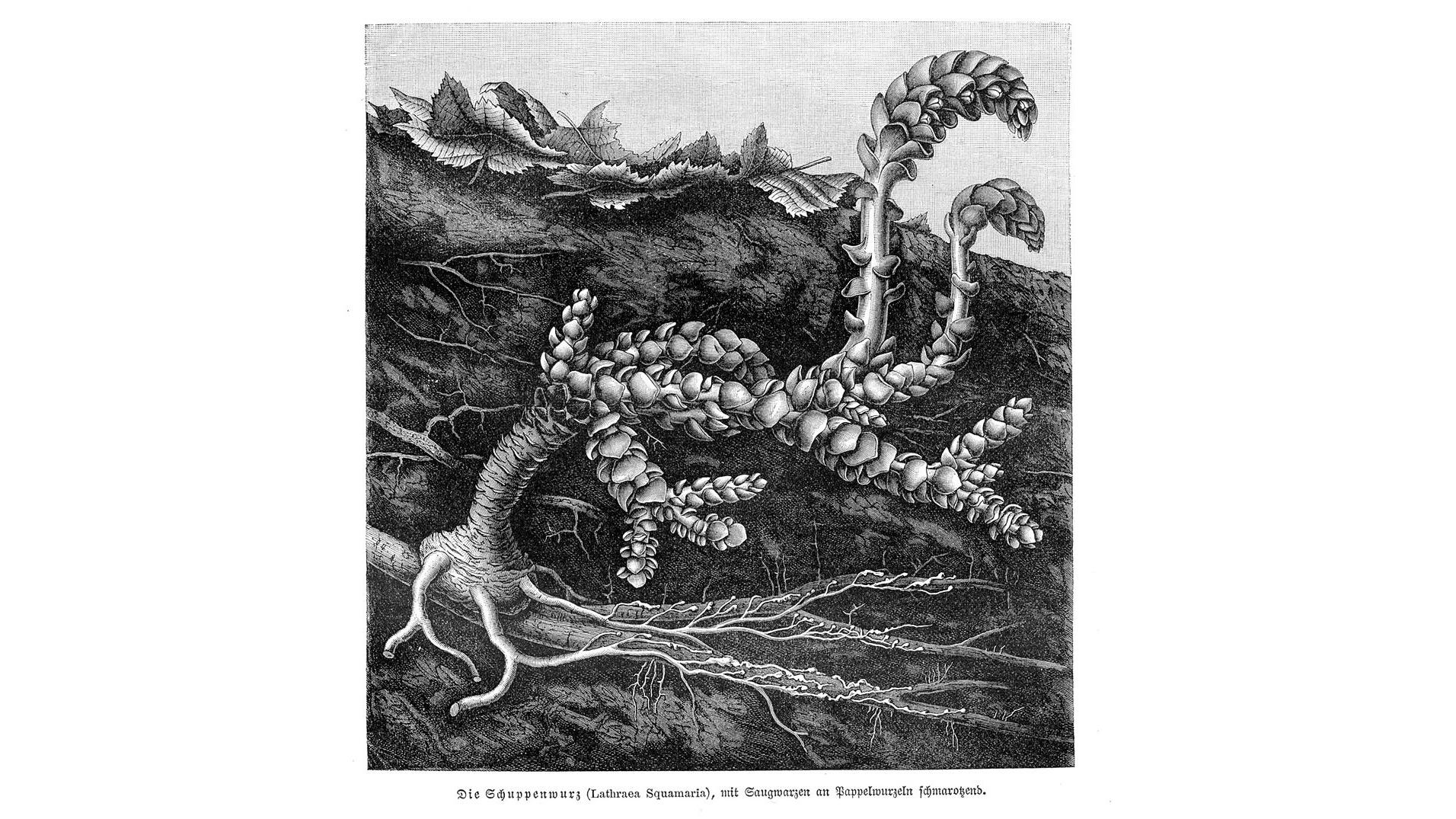 Фото: t.me/kazdoytvaripopare