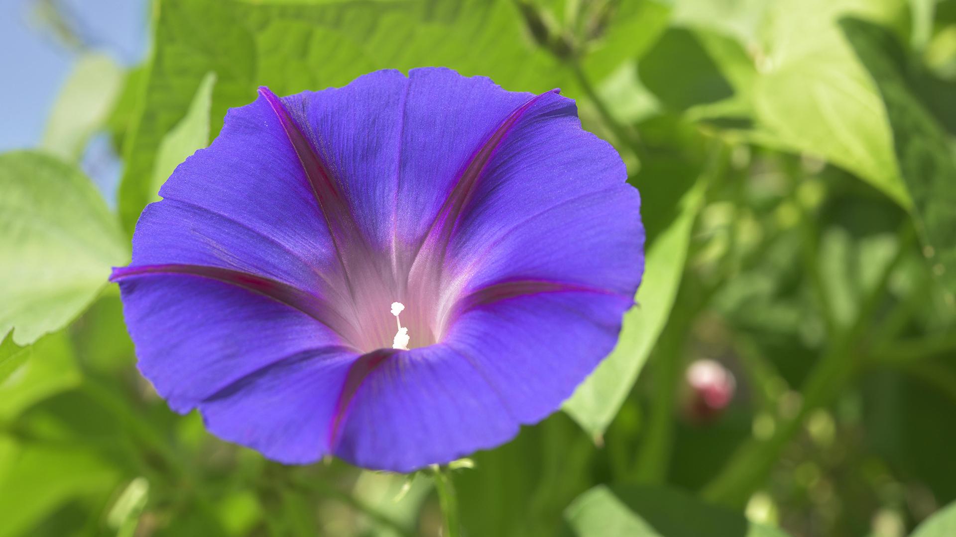 Фото: Horst Sollinger/globallookpress.com