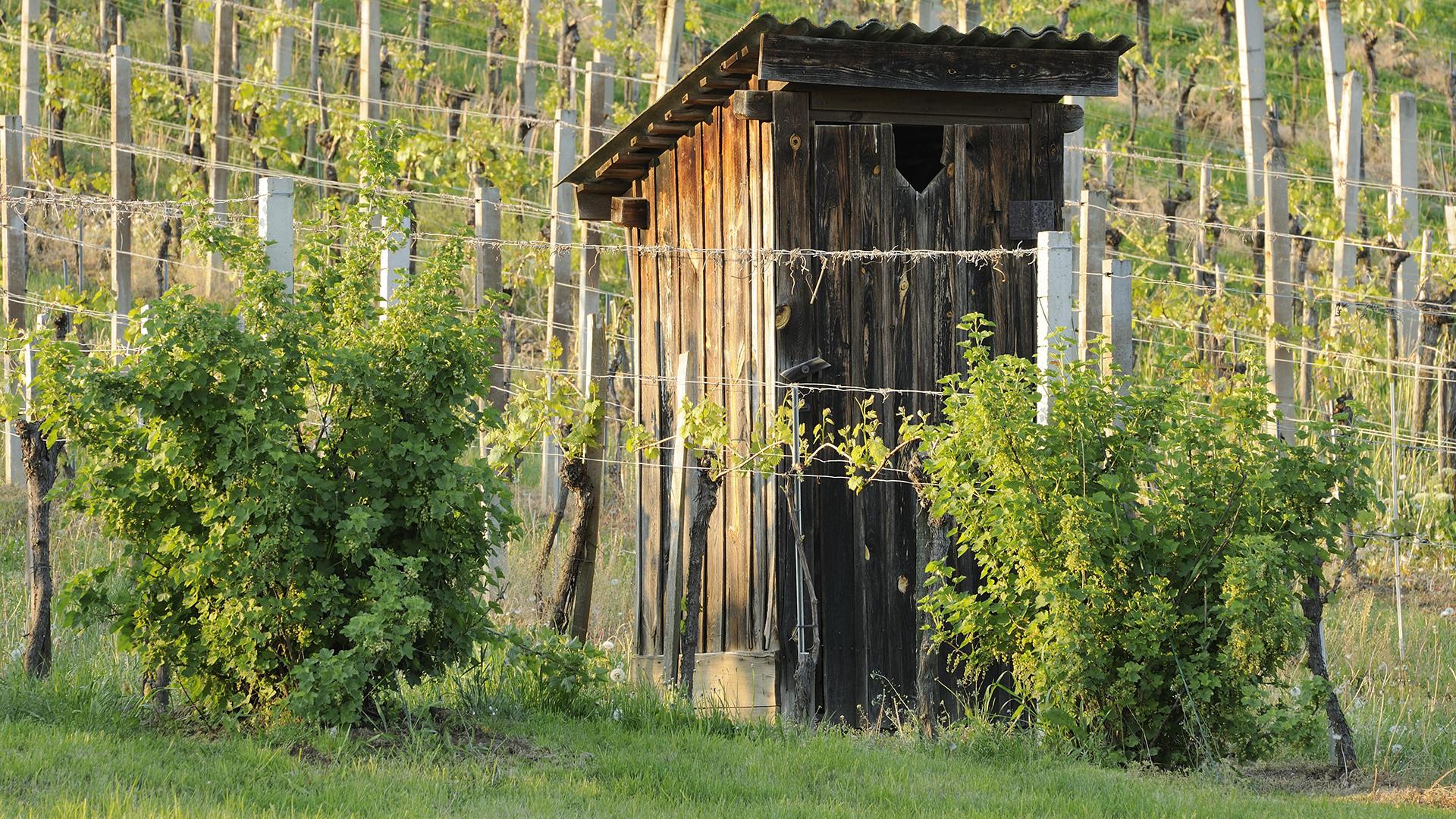 Фото: Christian Handl/globallookpress.com