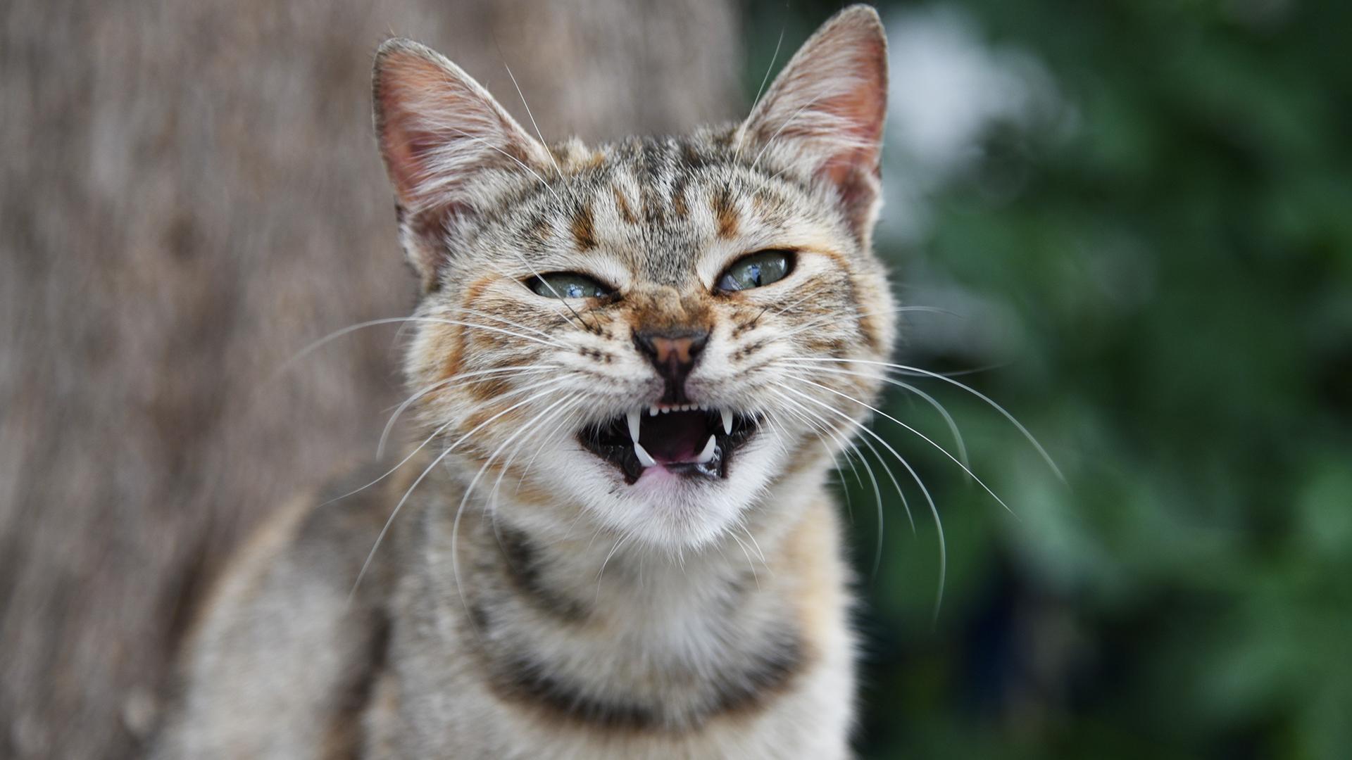 Фото6 Wassilios Aswestopoulos/globallookpress.com