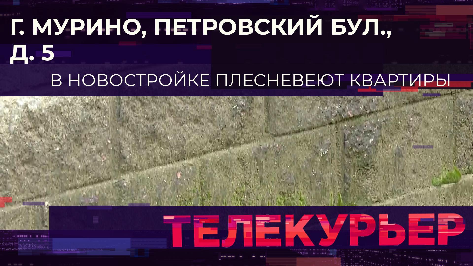 «Телекурьер» (15 августа 2024)