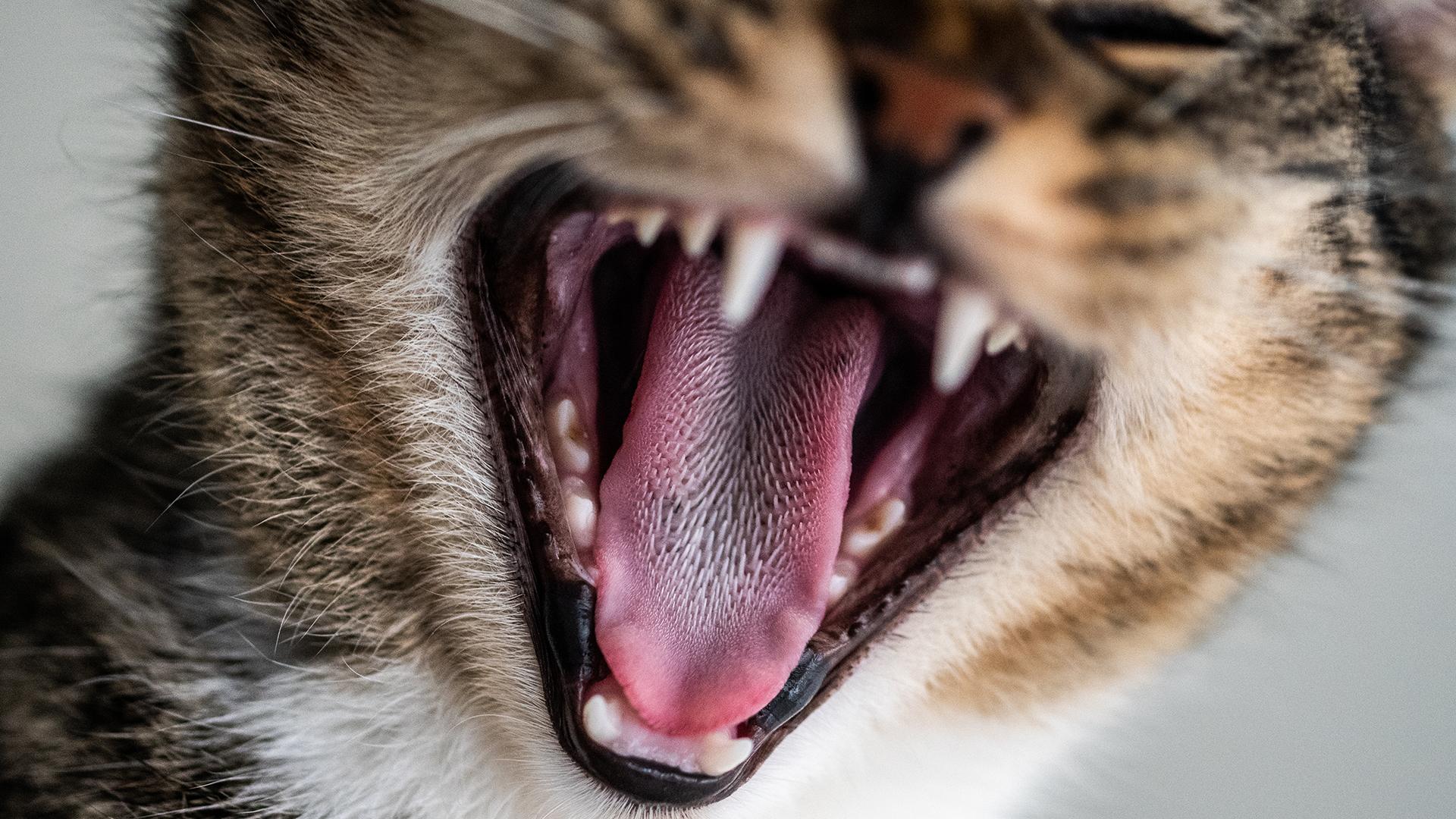 Фото: freepik.com/wirestock