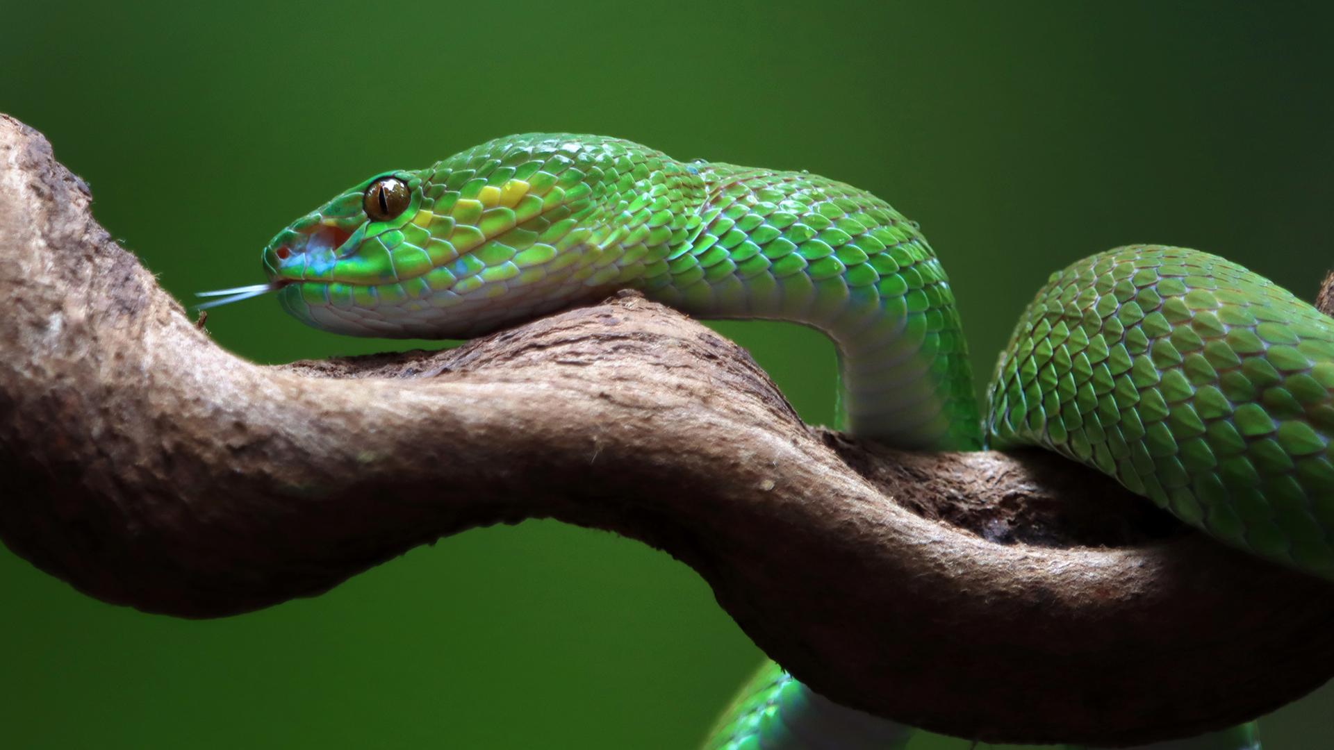 Фото: freepik.com/kuritafsheen77