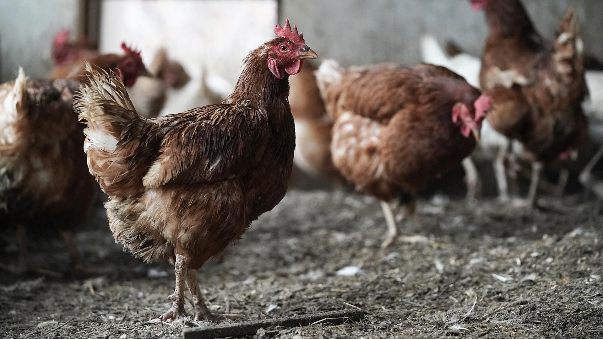 Фото: ИЗВЕСТИЯ/Эдуард Корниенко