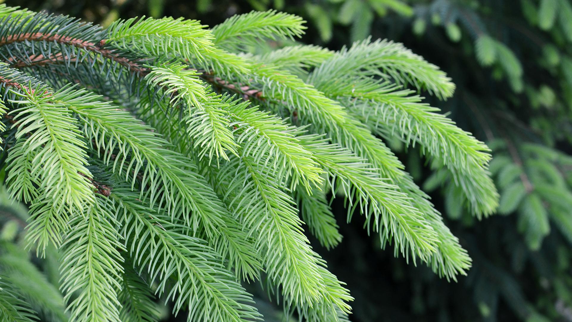 Фото: freepik.com/aleksandarlittlewolf