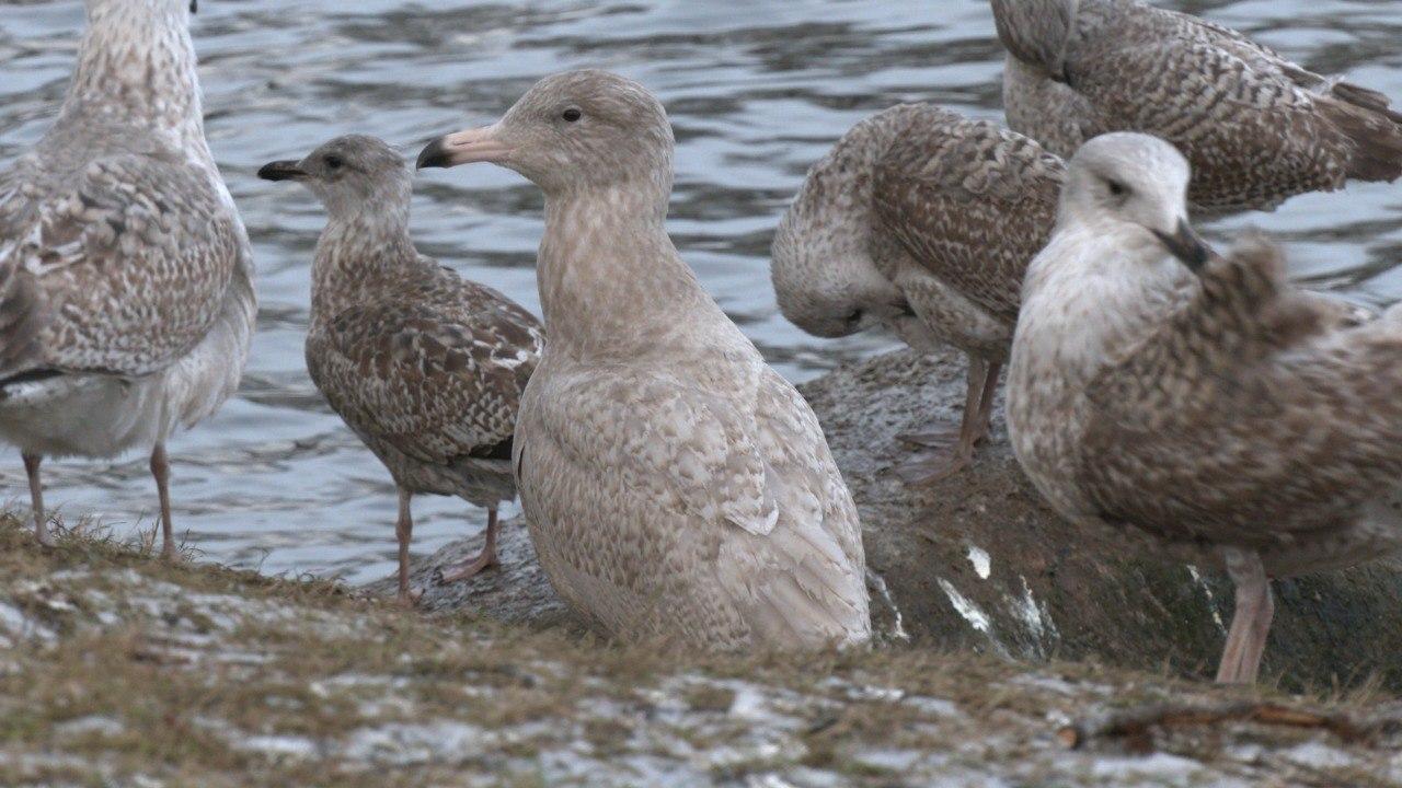 Фото: t.me/kazdoytvaripopare