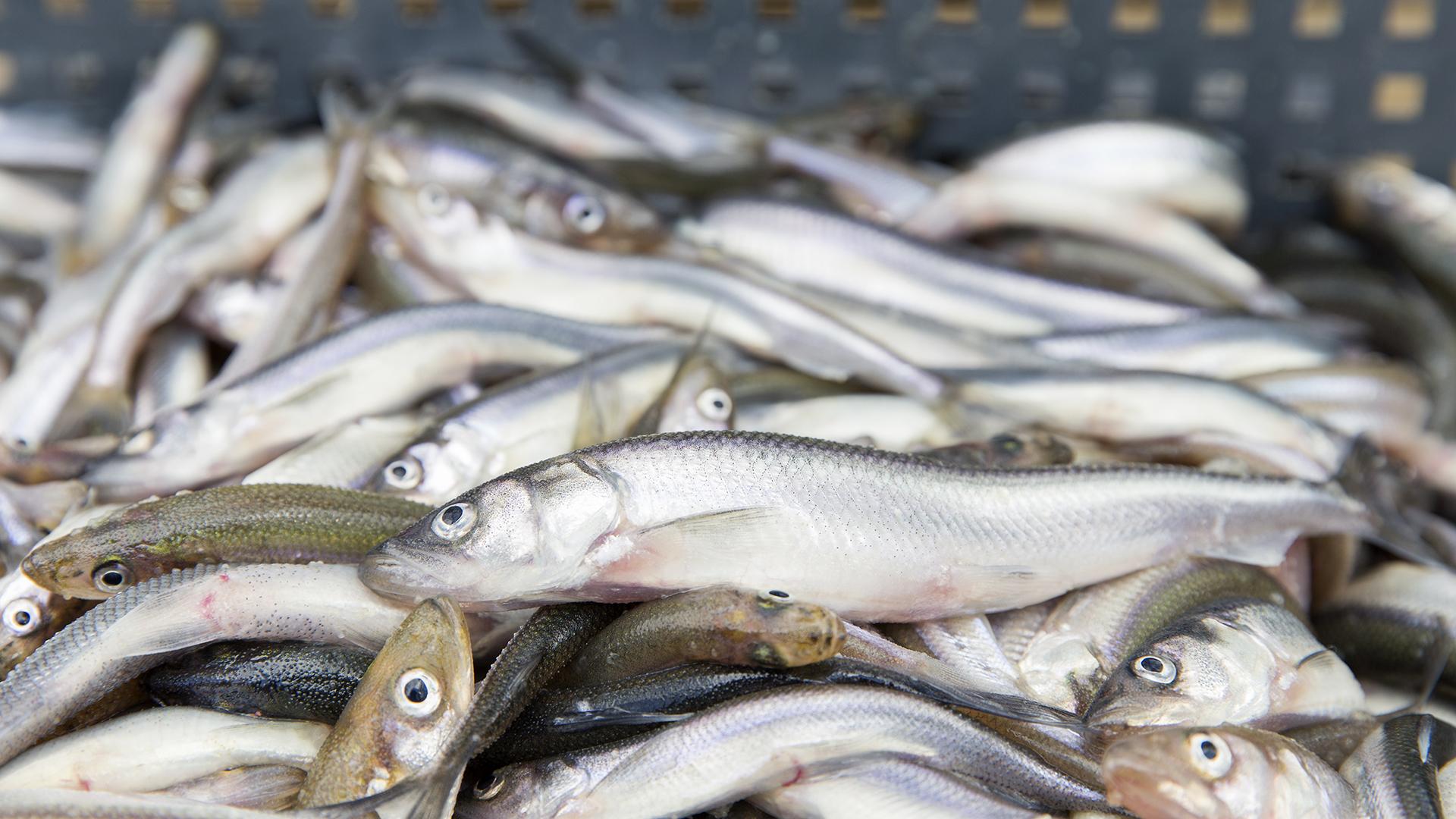 Фото: Aleksey Smyshlyaev/globallookpress.com