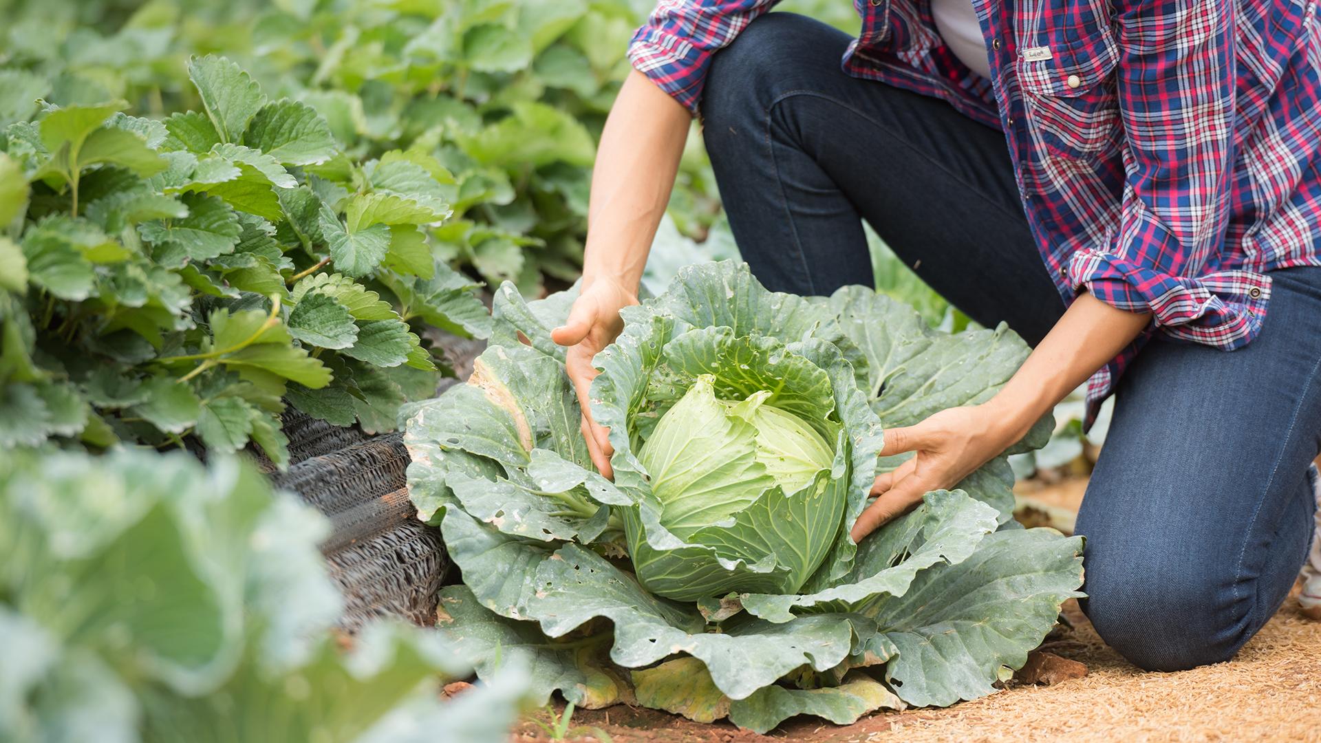 Фото: freepik.com/jcomp