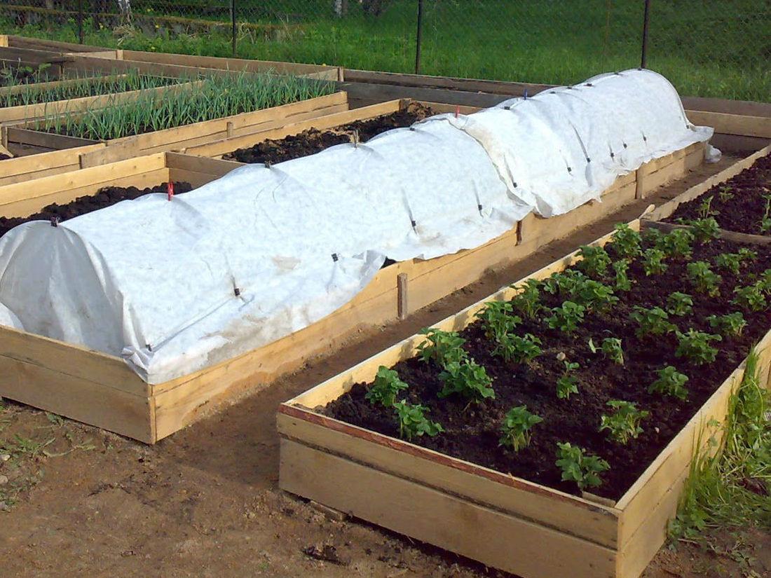 Фото: грядки.рф