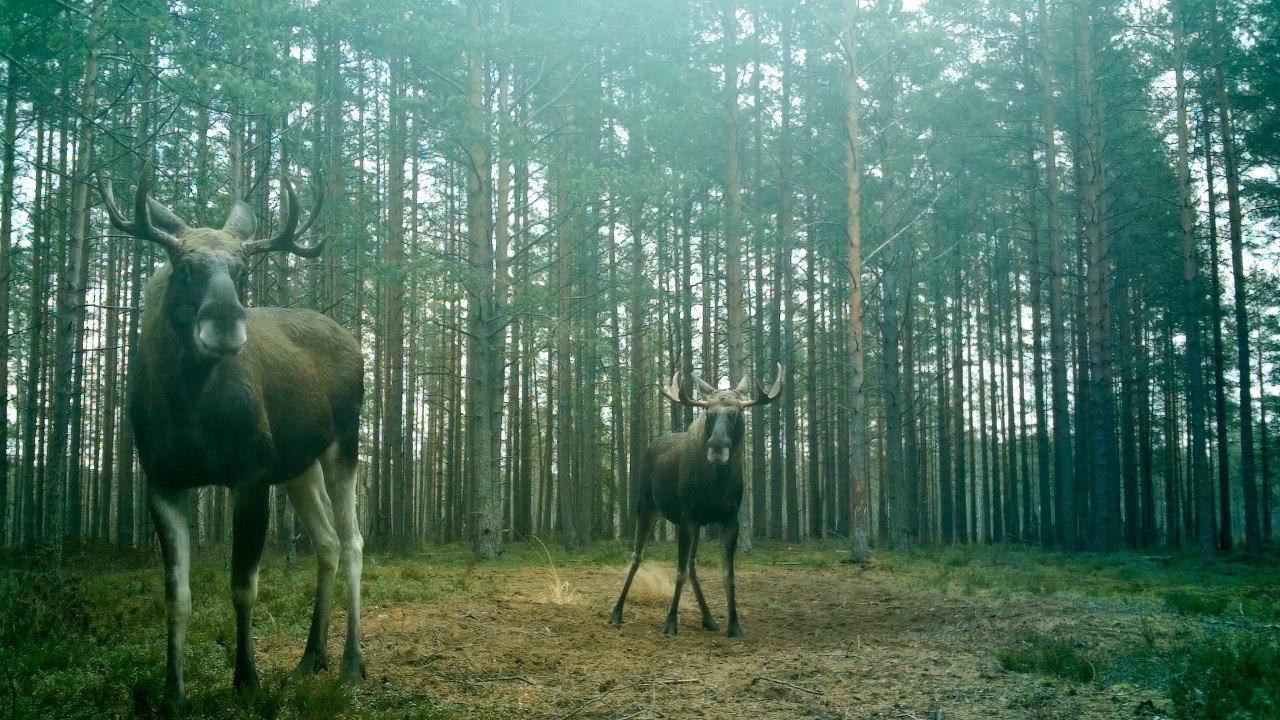 Источник: t.me/kazdoytvaripopare