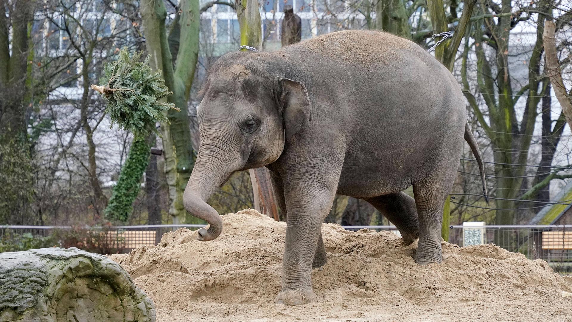 Зоопарк Берлина/ Фото: IMAGO/Thomas Bartilla/globallookpress.com