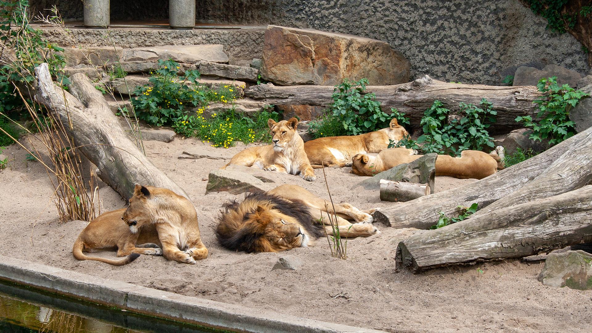 Амстердамский зоопарк/ Фото: wikimedia.org/Szilas; CC BY-SA 4.0