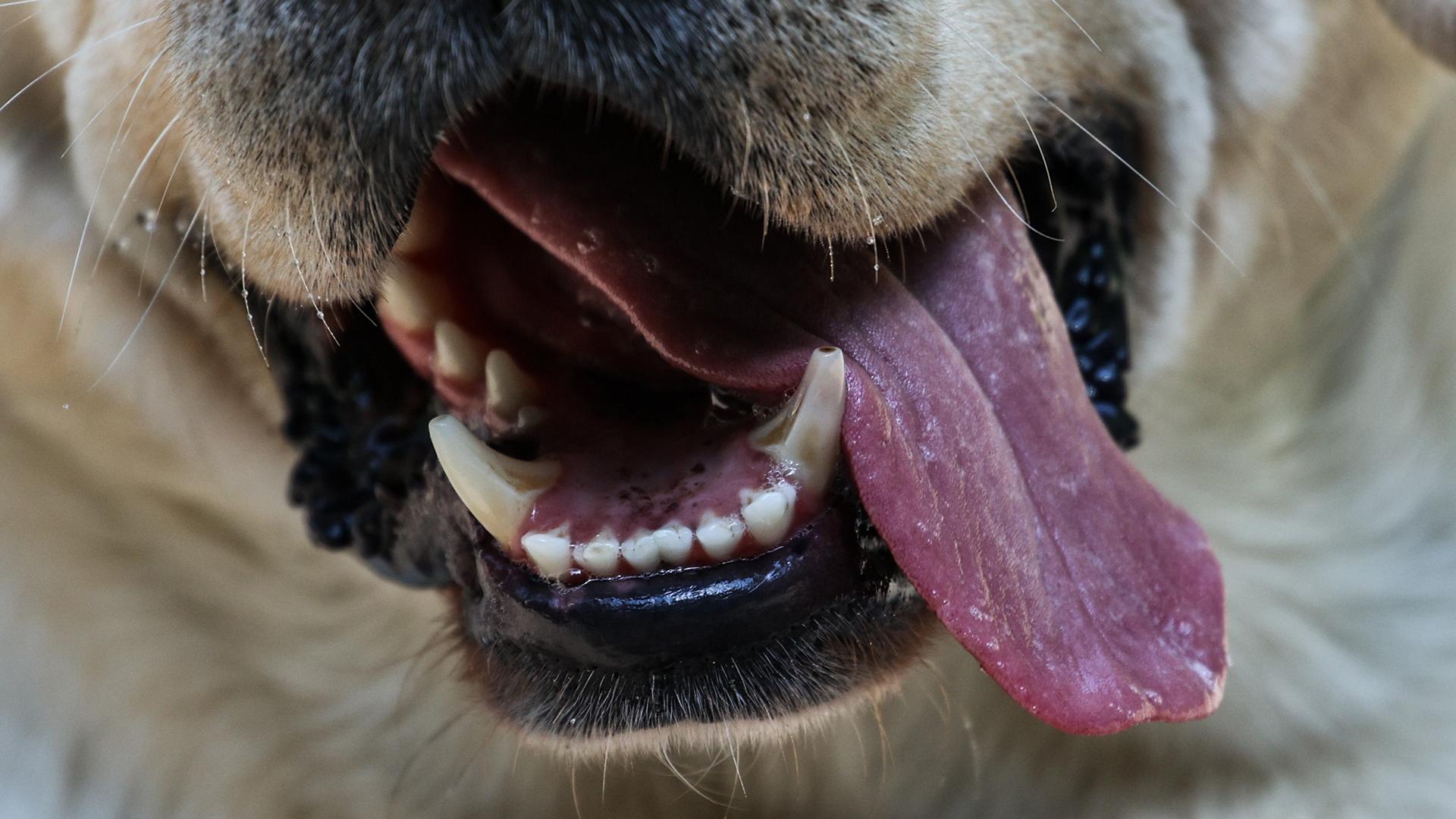 Фото: Lantyukhov Sergey/globallookpress.com