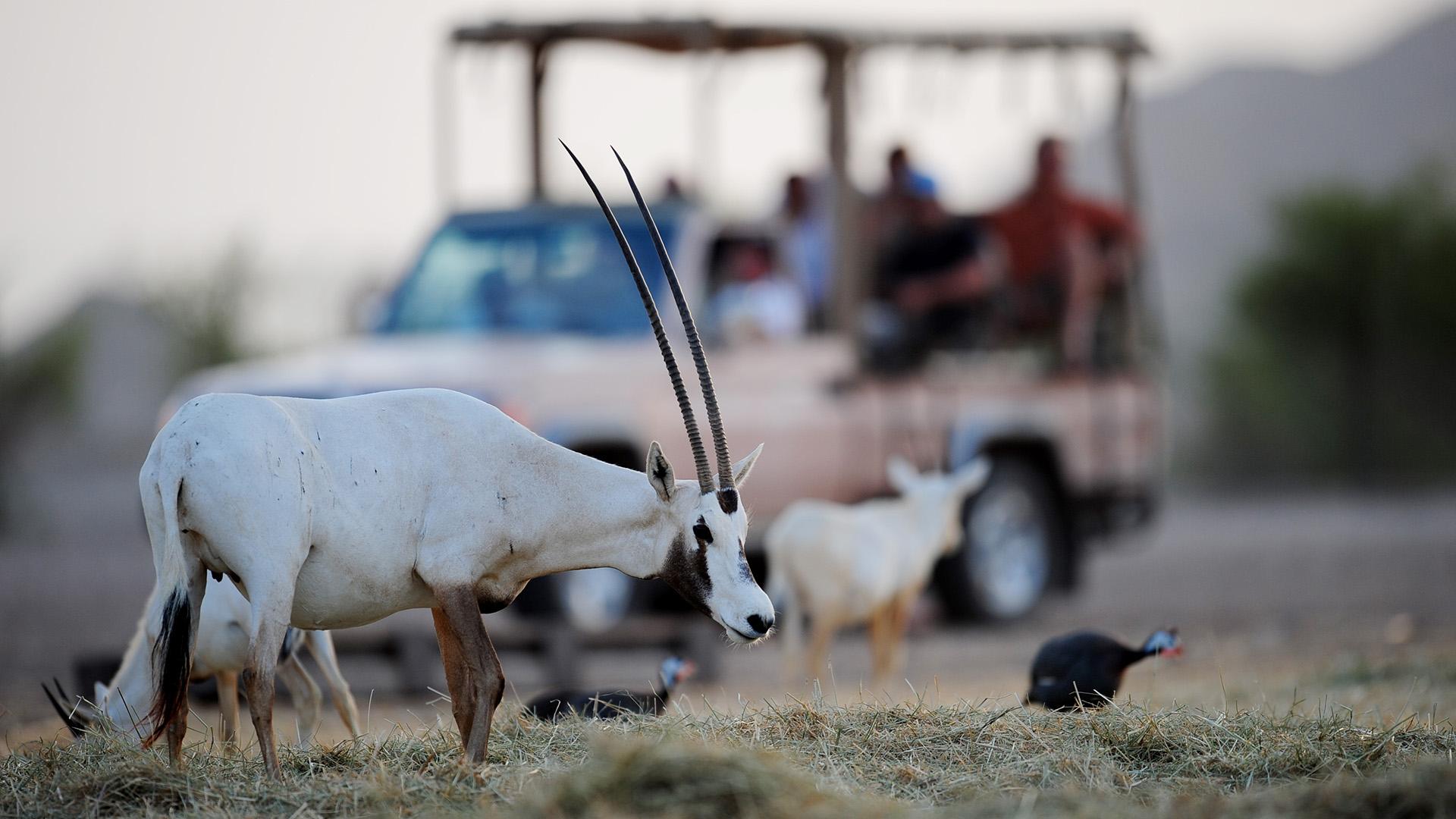 Сир-Бани-Яс/ Фото: Andrew Parsons/globallookpress.com