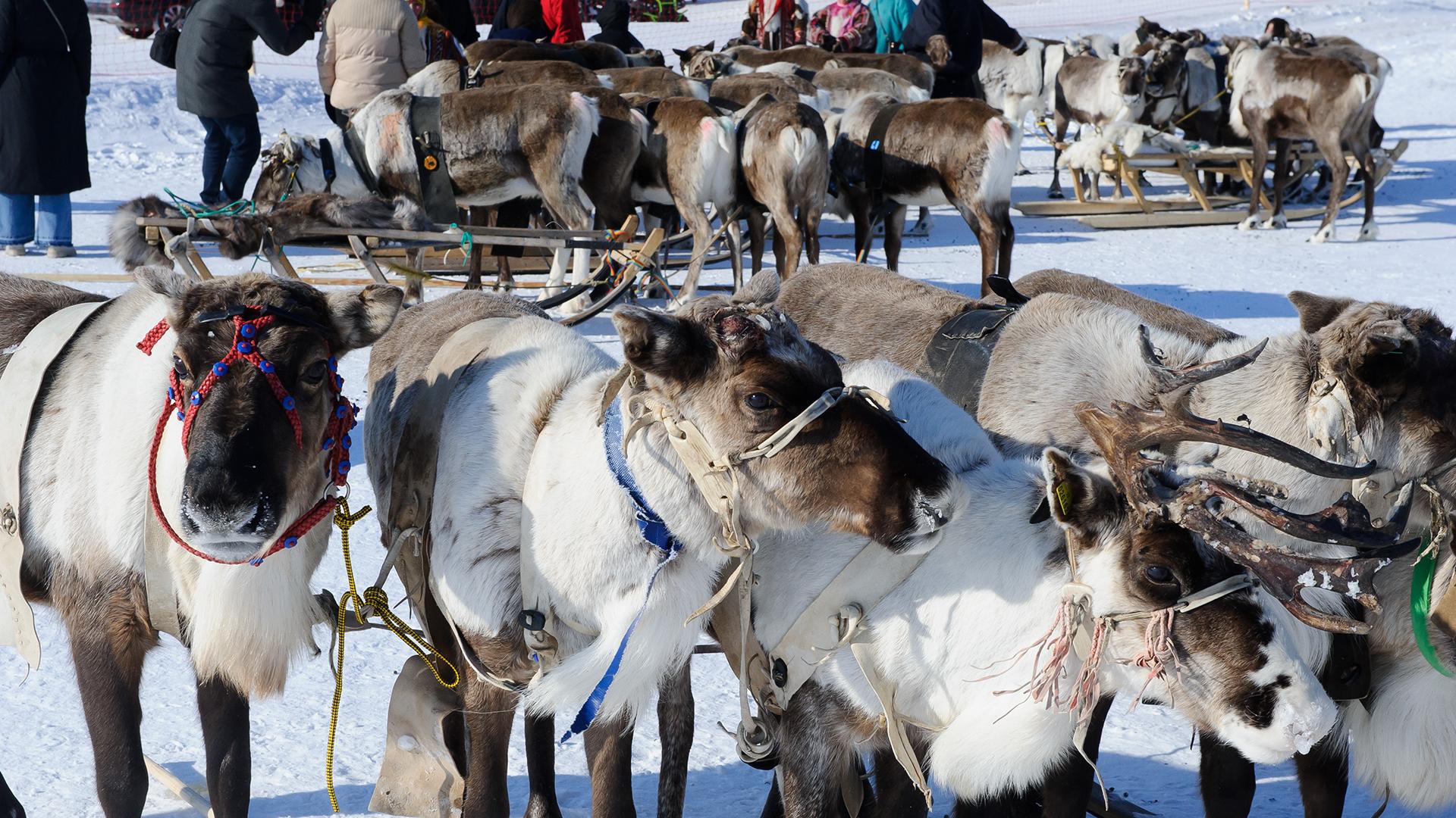 Фото: Dmitry Chasovitin/globallookpress.com