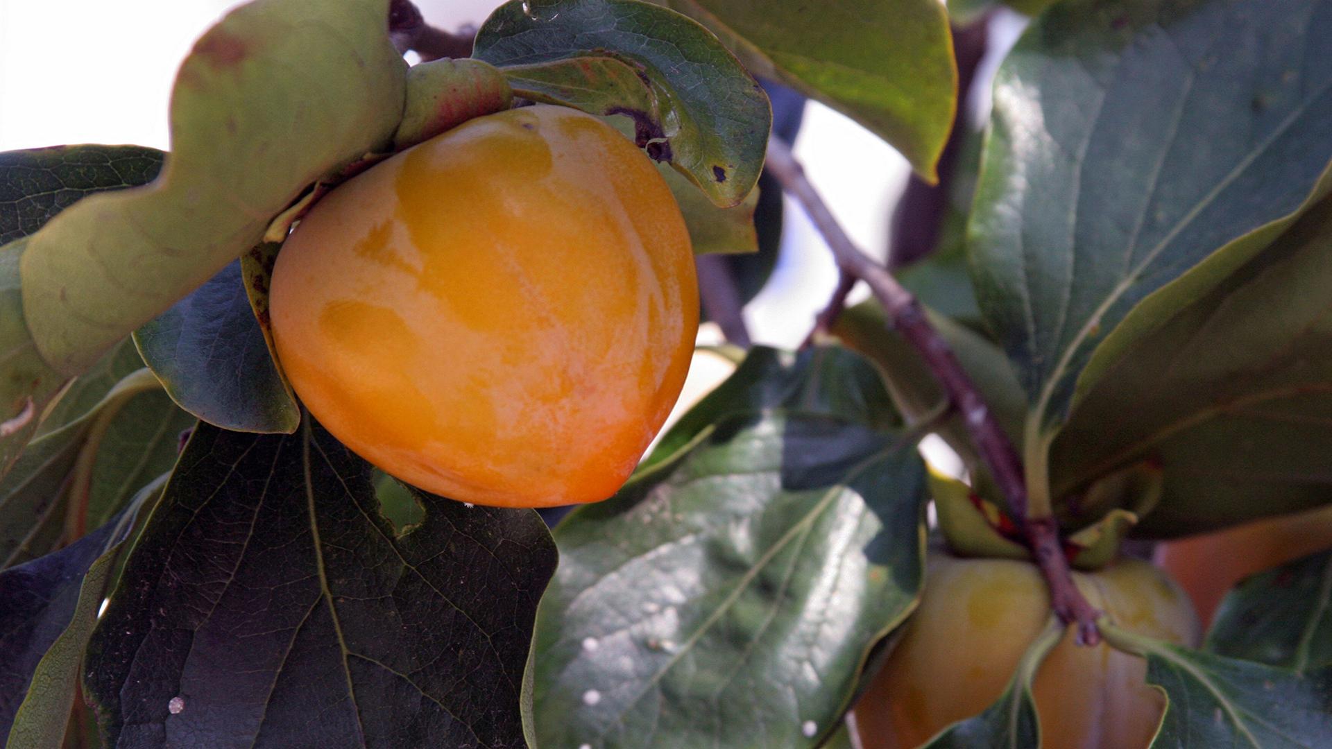 Фото: Anvar Galeev/globallookpress.com