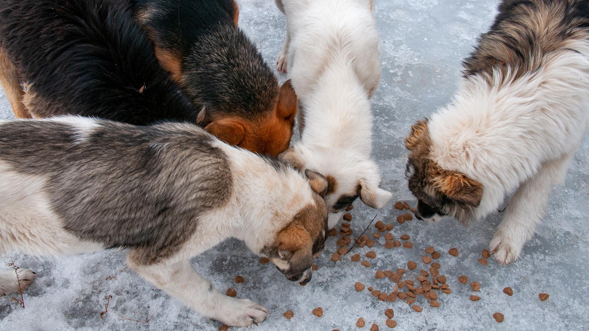 Фото: Svetlana Vozmilova/globallookpress.com