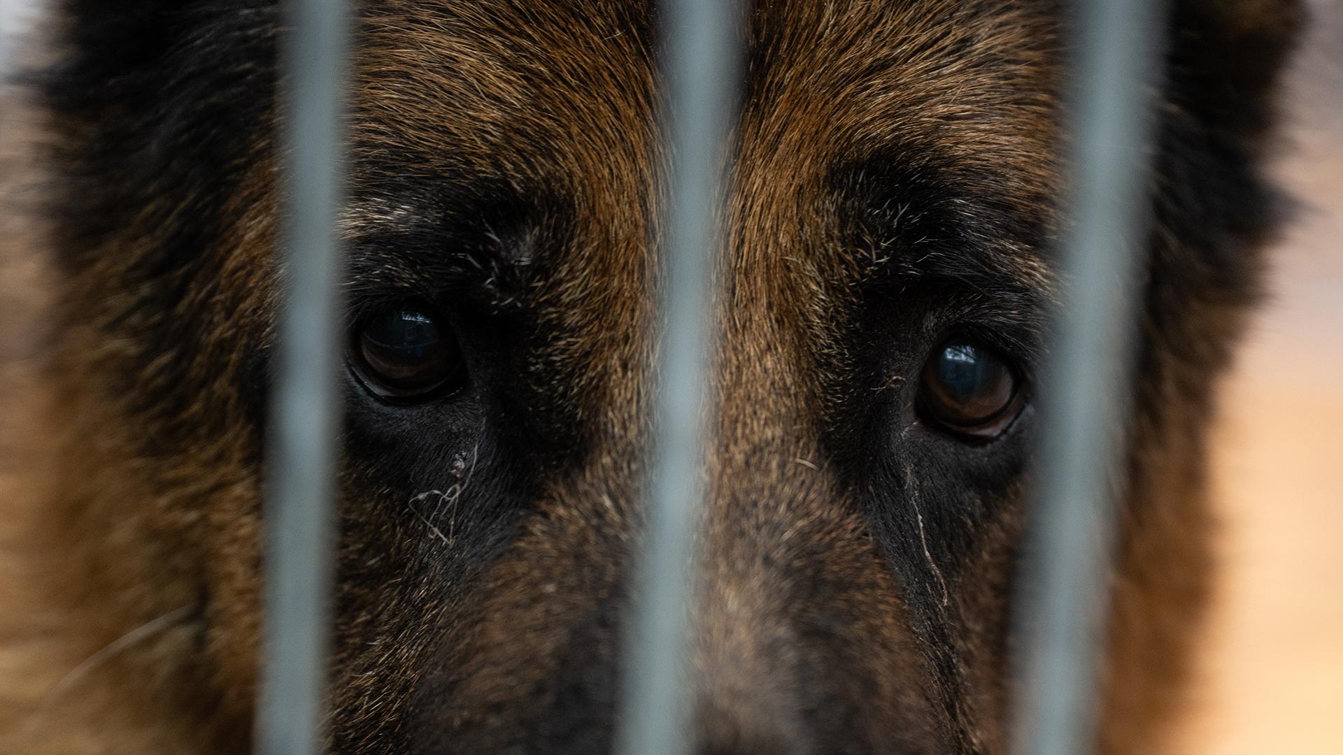 Фото: Hannes P Albert/dpa/globallookpress.com