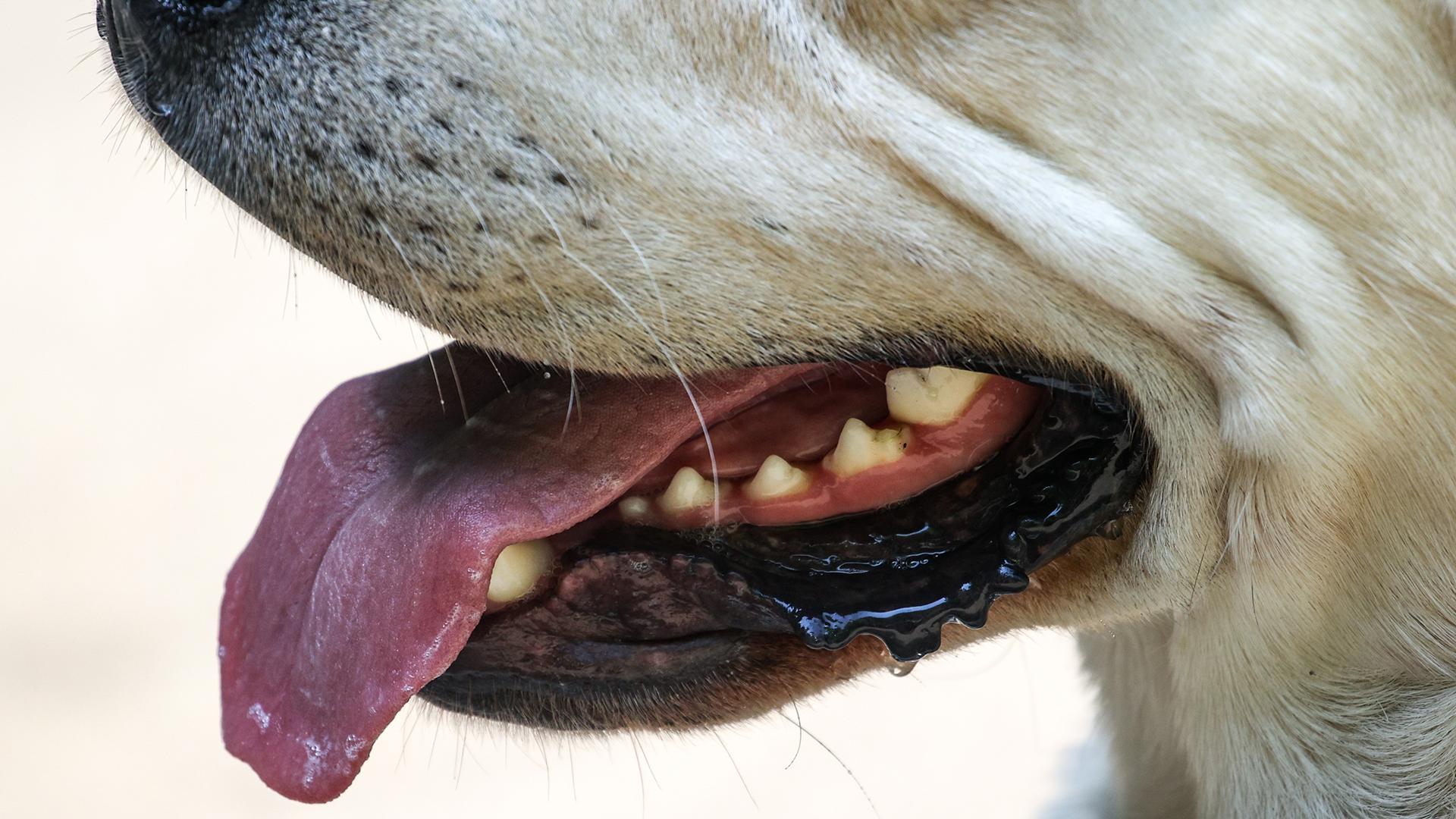 Фото: Lantyukhov Sergey/globallookpress.com