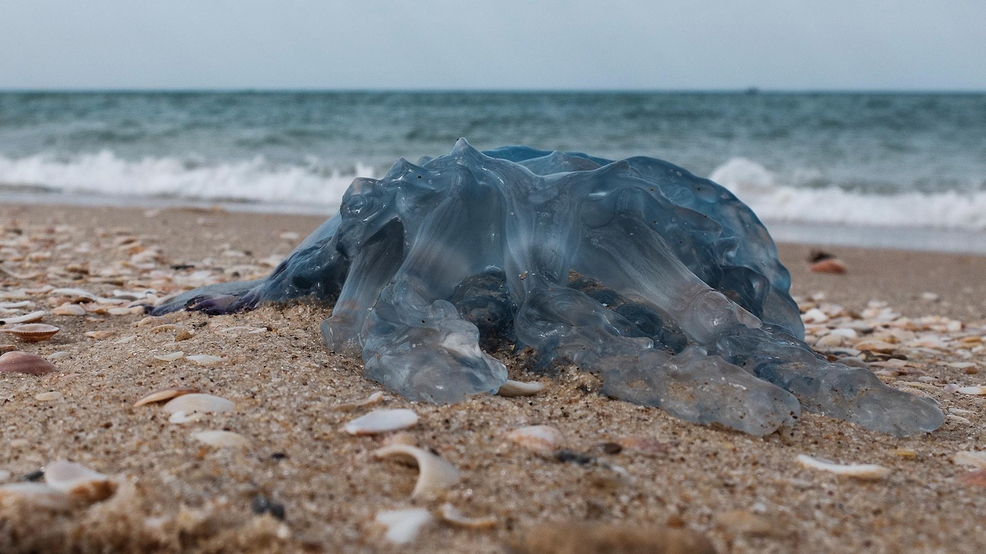 Фото: Nir Alon/globallookpress.com