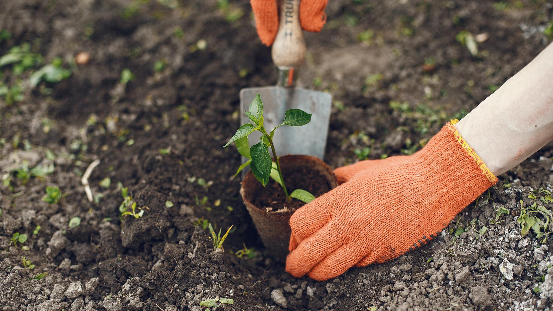 Фото: freepik.com/prostooleh