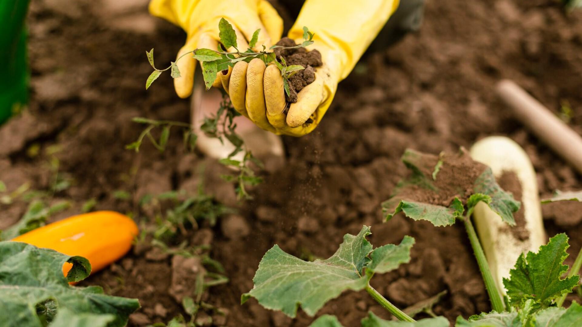 Фото: freepik.com