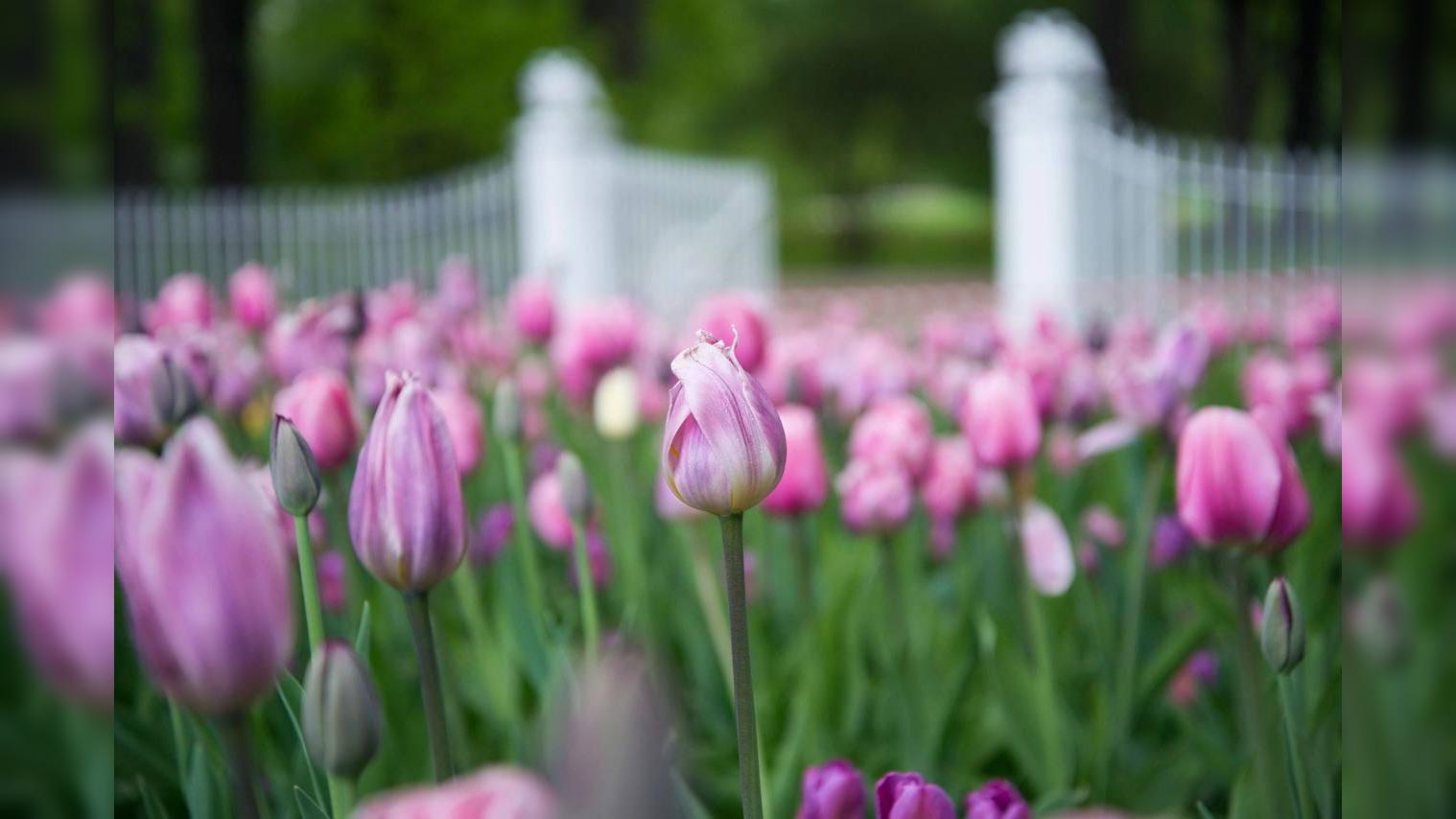 Фото: elaginpark.org