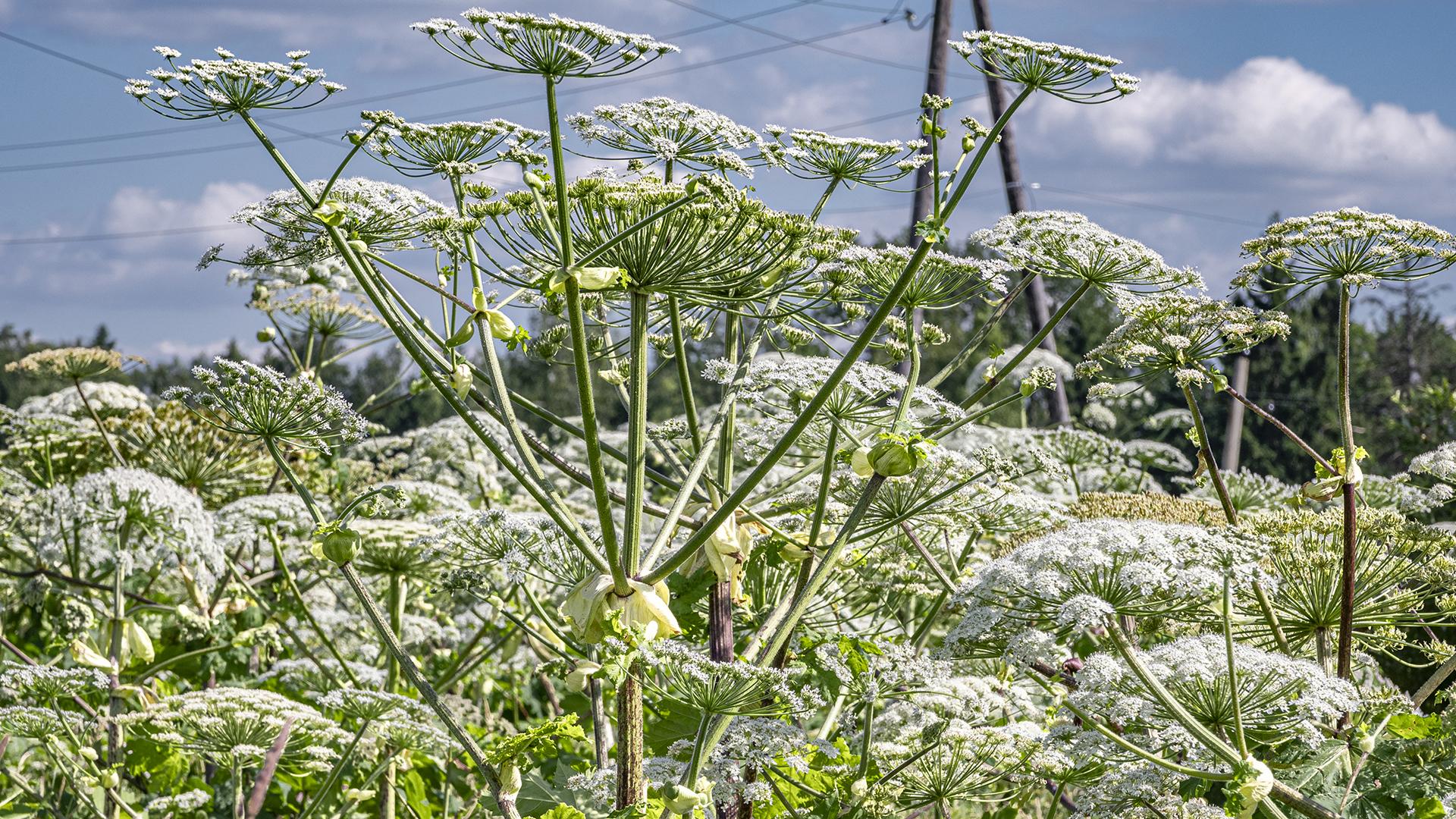 Фото: ИЗВЕСТИЯ/Константин Кокошкин