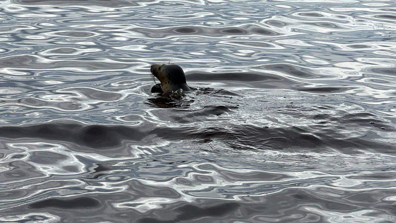 Фото: t.me/VDKSPB